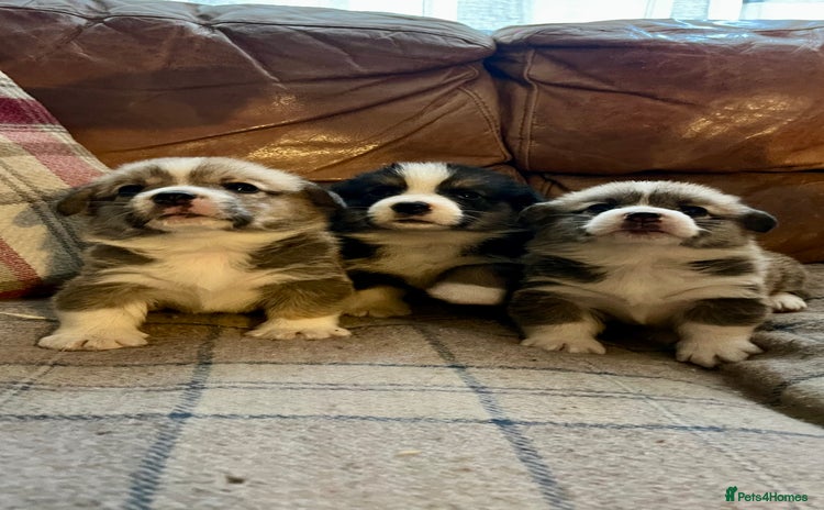 Welsh Corgi Pembroke dogs - Advert 2
