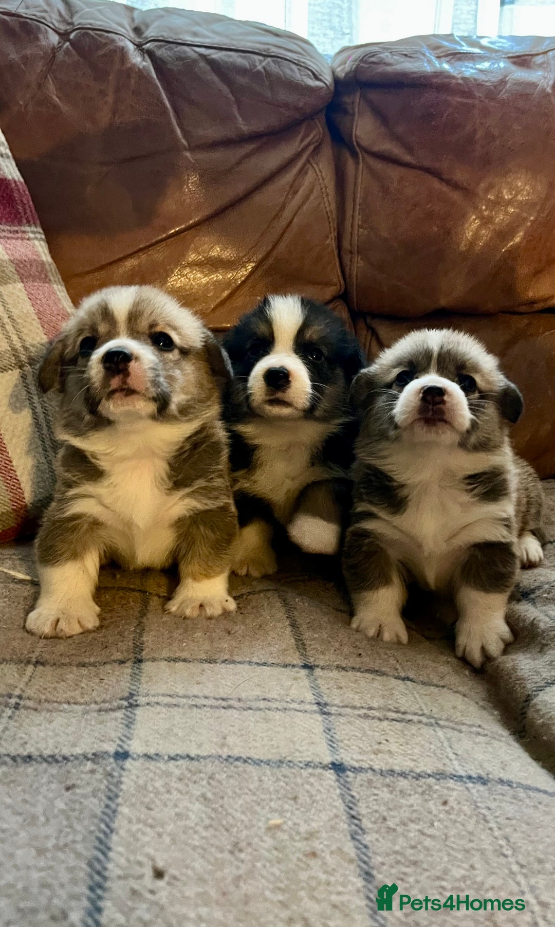 Welsh Corgi Pembroke dogs for sale: KC Registered Cuties! Pembrokeshire Corgi Puppies - Image 1