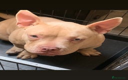 American Bully dogs for sale: Pocket bully for sale  - Image 1