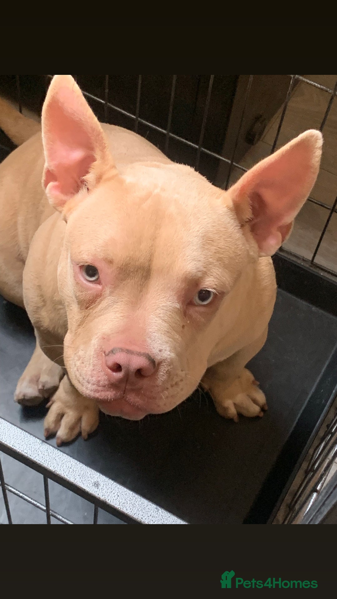 American Bully dogs for sale: Pocket bully for sale  - Image 1