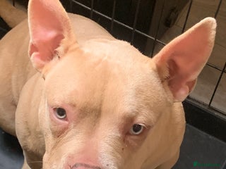 American Bully dogs - Advert 2