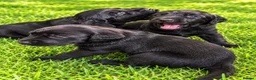 Labrador Retriever dogs for sale: Stunning Working Labrador Puppies - Advert 4