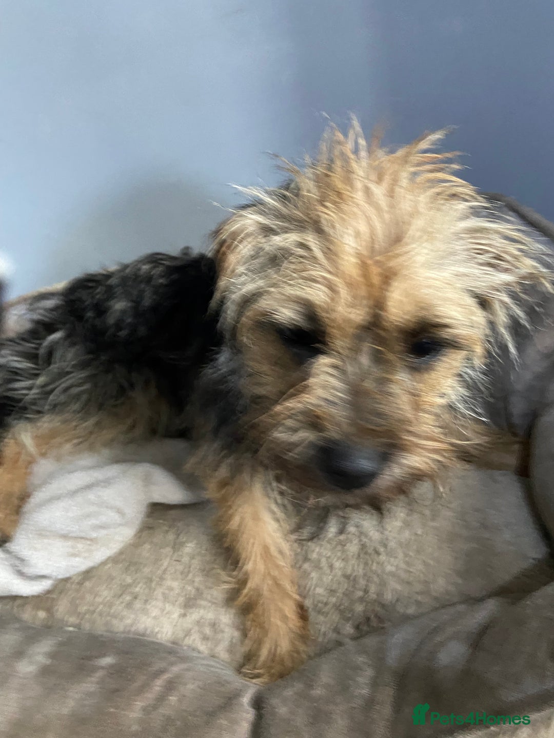 Border Terrier dogs for sale: 2 year old border terrier  - Image 2