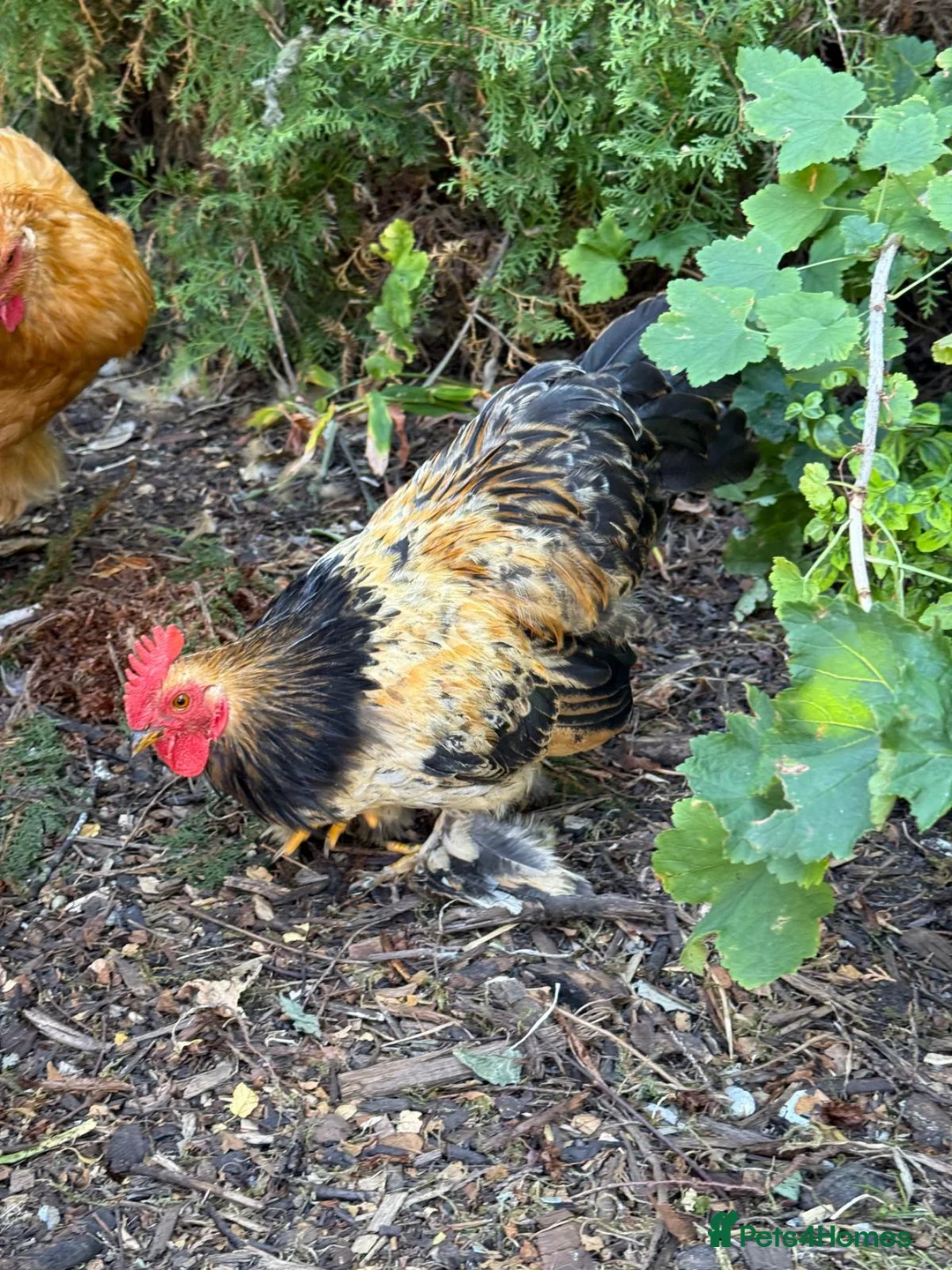 Chickens poultry for sale: Beautiful Bantam Cockerel For Sale in Thatcham - Advert 6