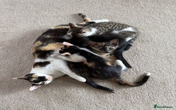 Oriental cats for sale: Beautiful Gentle Baby Girl - Image 6