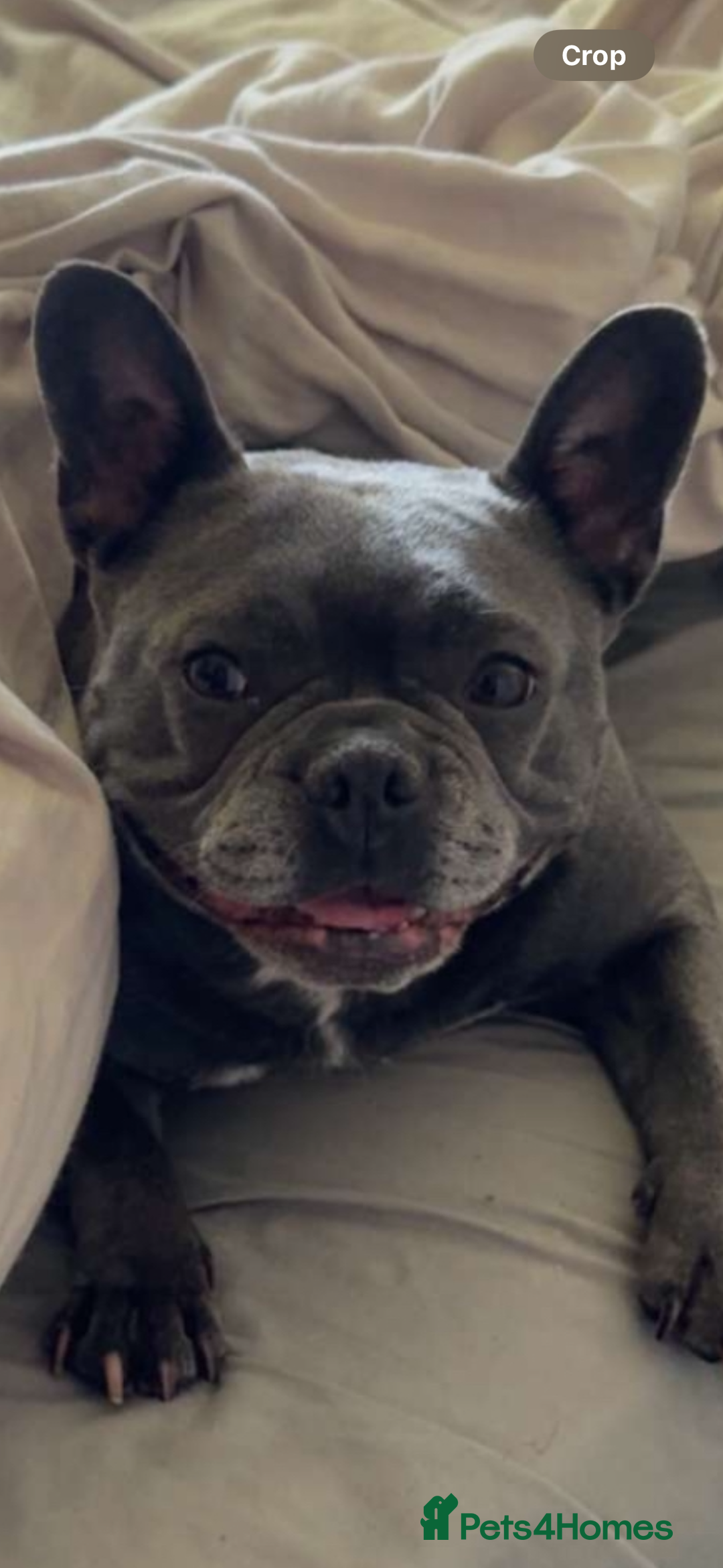 French Bulldog dogs for sale: Blue French bulldogs due around 18th November 2025 - Image 3