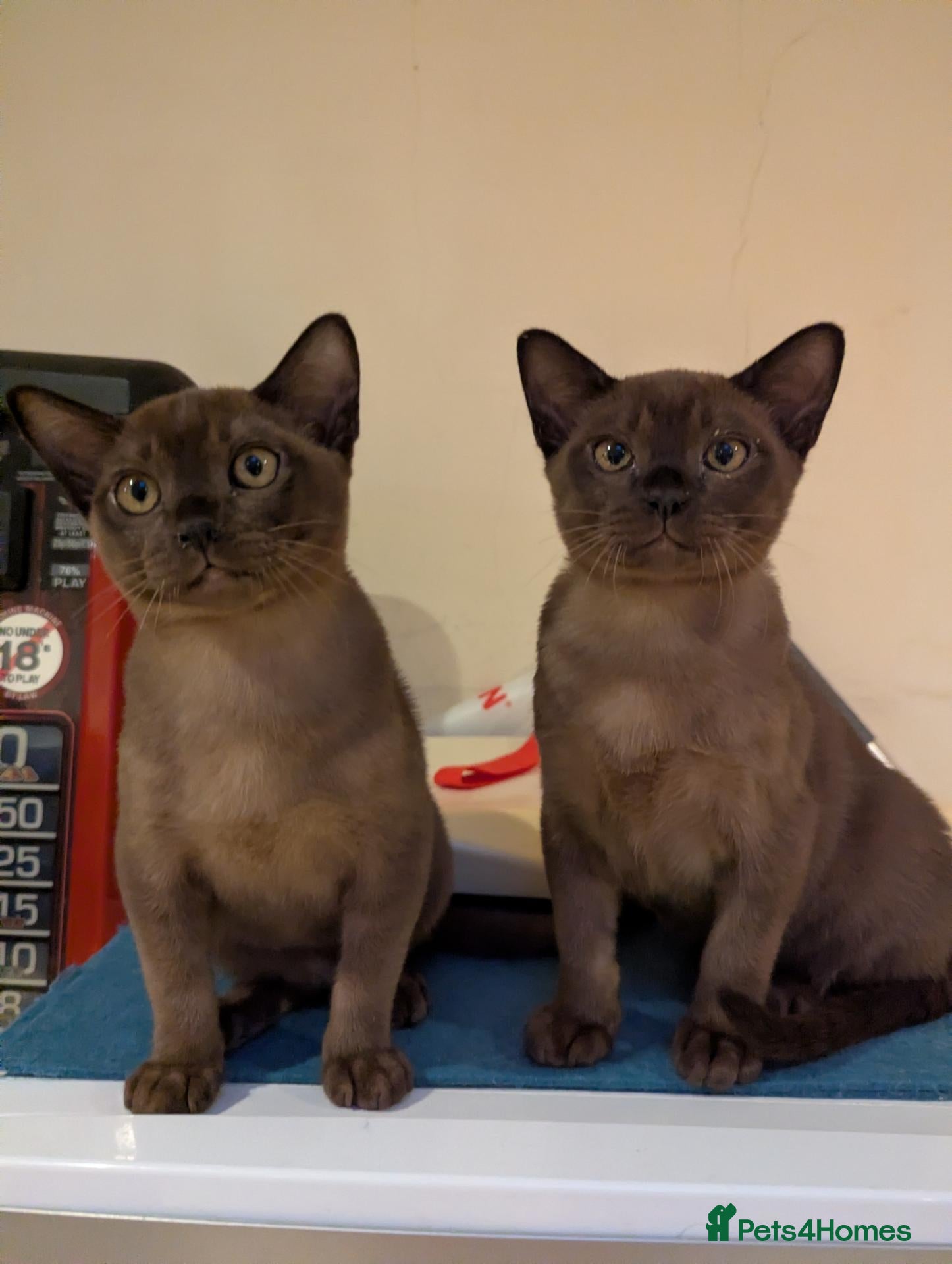 Burmese cats Beautiful playful Burmese kittens  - Advert 11