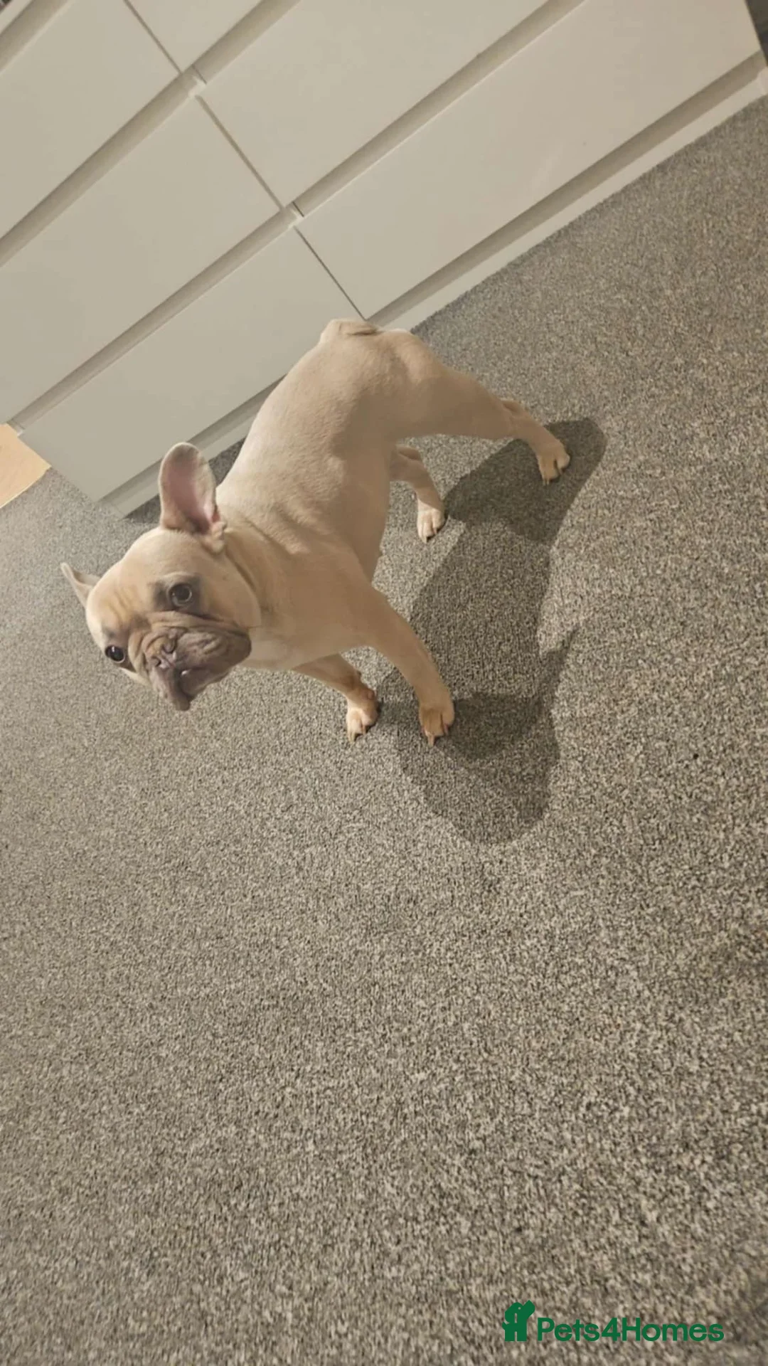French Bulldog dogs for sale: French Bulldog bitch - Advert 2