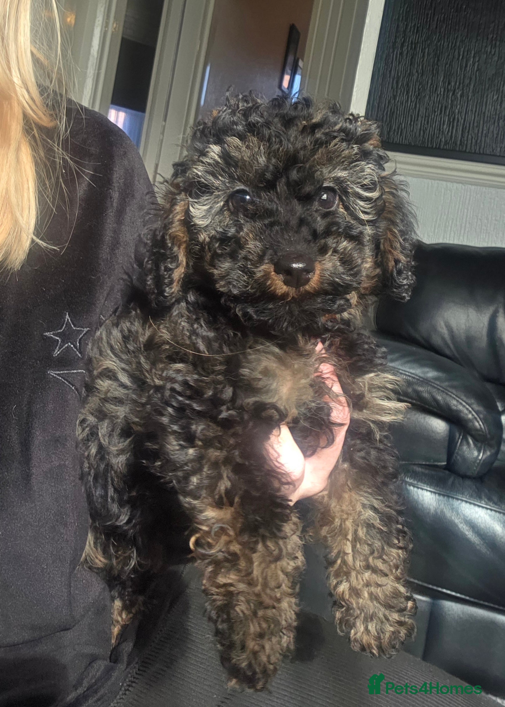 Doxiepoo dogs Beautiful toy poodle phantom rare colour 3/4 pups - Advert 14