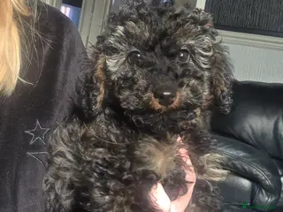 Doxiepoo dogs Beautiful toy poodle phantom rare colour 3/4 pups - Advert 14