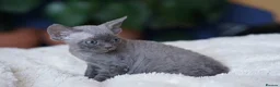 Devon Rex cats for sale: ❤️ Pure Line Devon Rex Kittens Available ❤️ - Advert 15