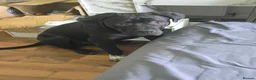Cane Corso dogs for sale: Cane Corso For Sale - Advert 7