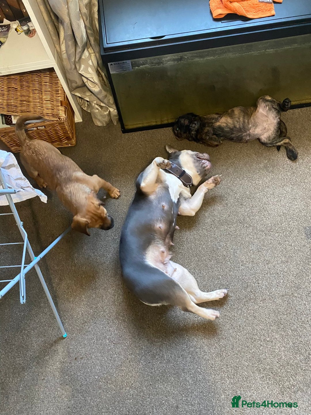 Mixed Breed dogs for sale: Puppies for sale !! 🐾 - Advert 1