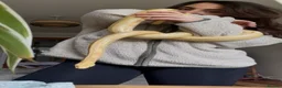 Corn Snake reptiles for sale: Male Corn Snake  in Harlow - Advert 2