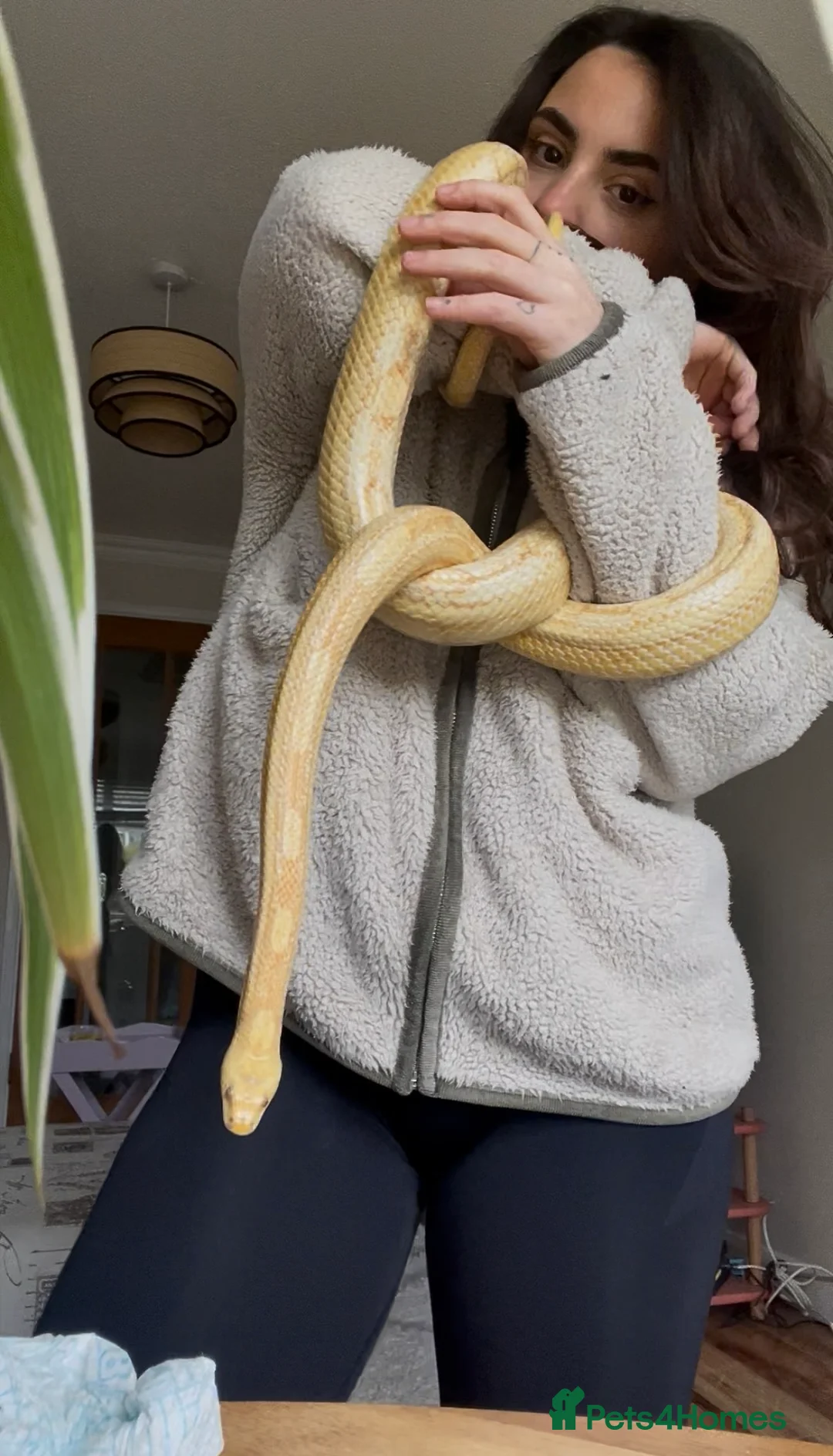 Corn Snake reptiles for sale: Male Corn Snake  in Harlow - Advert 2
