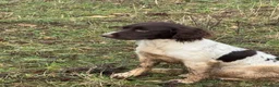 English Springer Spaniel dogs for sale: Healthy springer spaniel pups - Advert 2