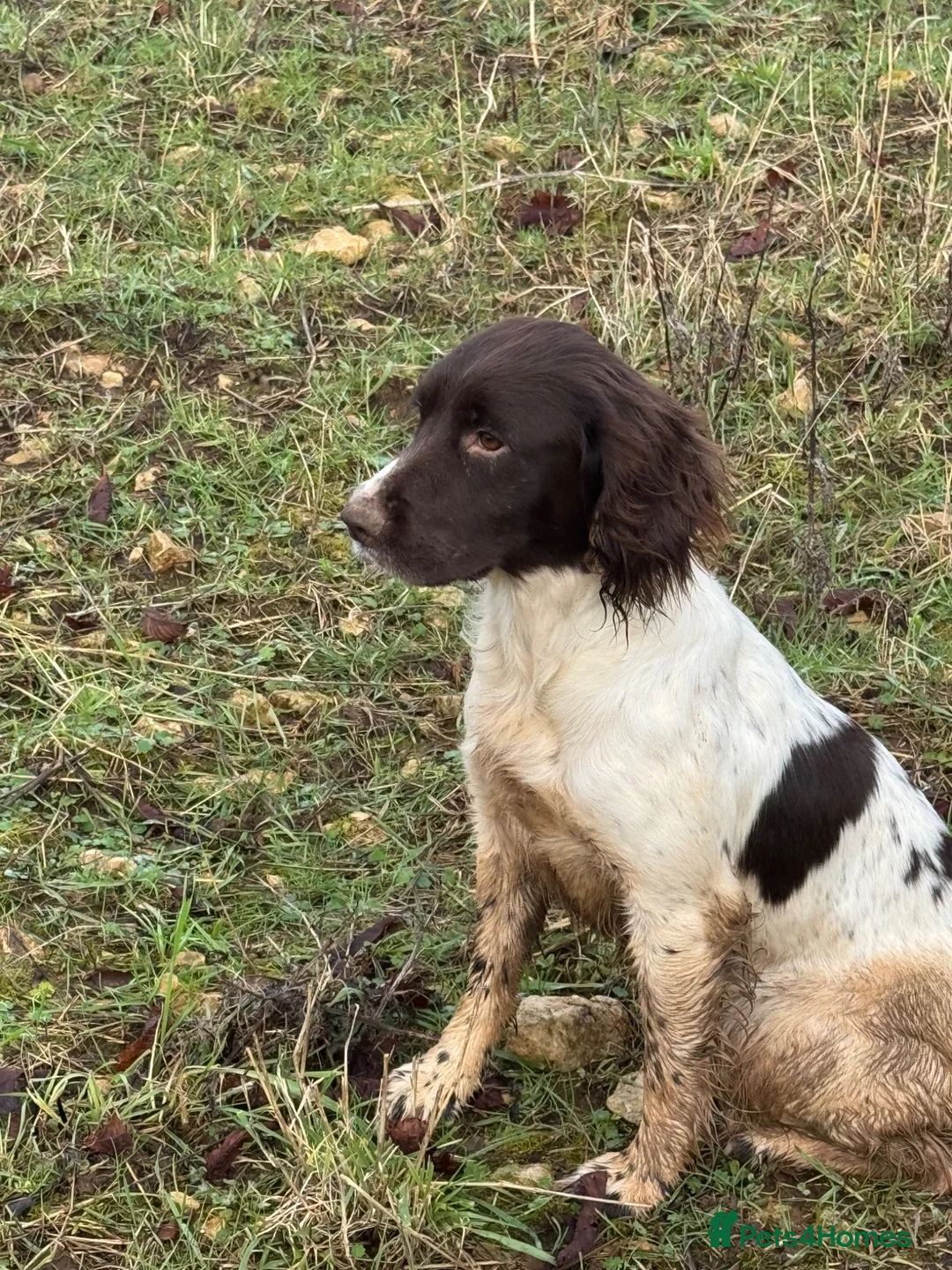 English Springer Spaniel dogs for sale: Healthy springer spaniel pups - Advert 2