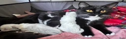 Ragdoll cats for sale: Stunning 3/4 Ragdolls Kittens - Advert 12