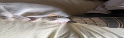 Turkish Angora cats for sale: He is ready to go  - Advert 7