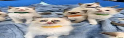 Ragdoll cats for sale: Purebred Ragdoll Kittens  - Advert 6