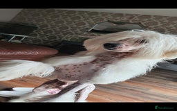 Chinese Crested dogs for stud: Mr stanley STUD ONLY KC REGISTERED  in Swindon - Image 16