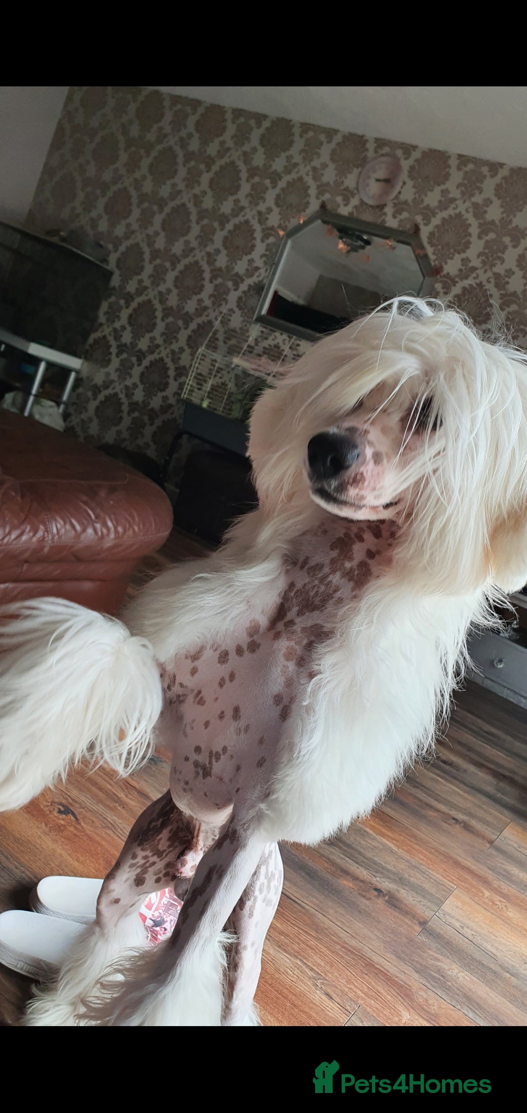 Chinese Crested dogs for stud: Mr stanley STUD ONLY KC REGISTERED  in Swindon - Image 16