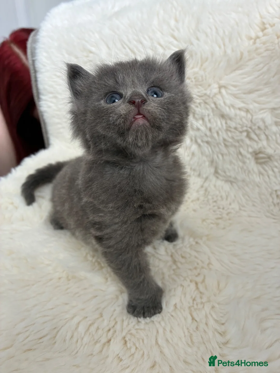 Norwegian Forest Cat cats for sale: Norwegian Forest Cat x Scottish Straight - Advert 1