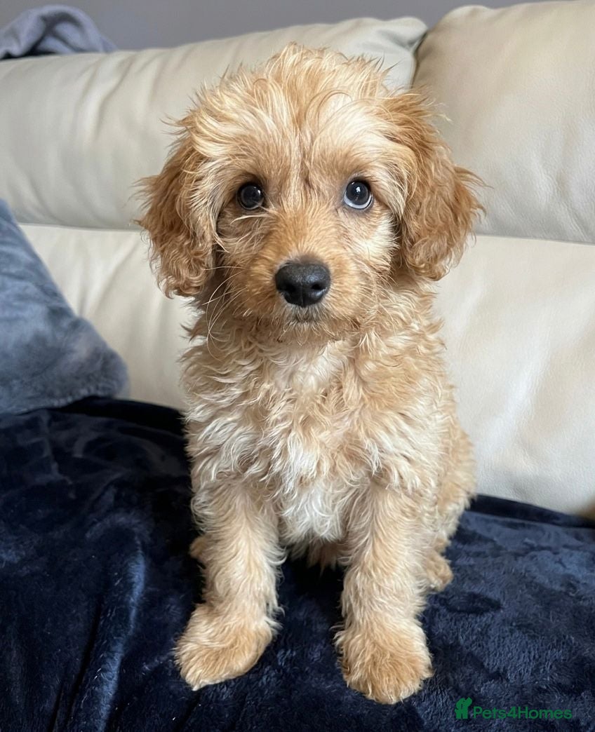 Cockapoo dogs Cockapoo puppy male  - Advert 1