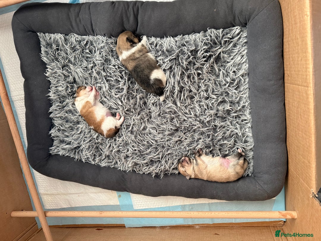 Pomchi dogs for sale: 3/4 Pom 1/4 chi Pomchi F1BB - Advert 13