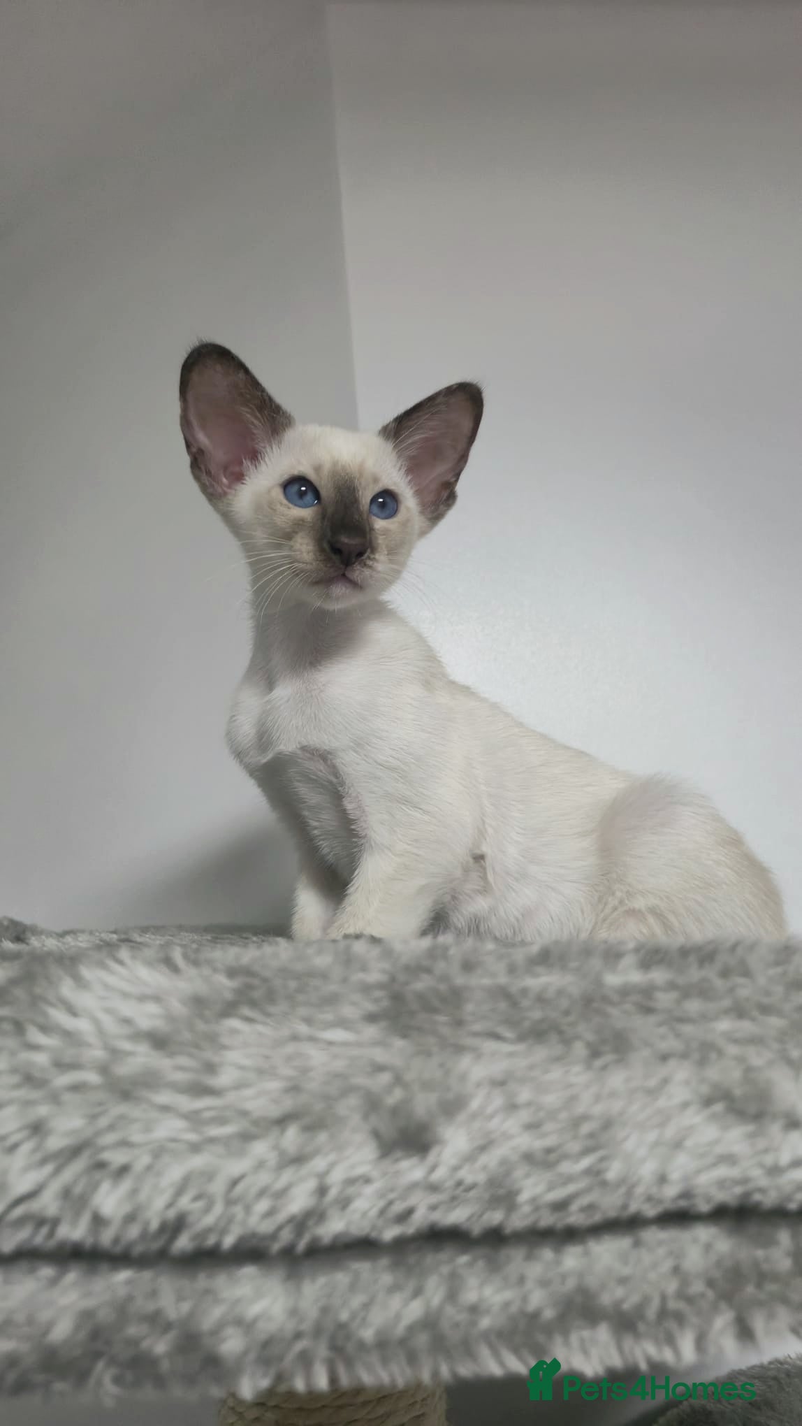 Siamese cats GCCF Registered Chocolate Tortie Siamese Girl. - Advert 6