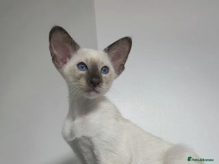 Siamese cats GCCF Registered Chocolate Tortie Siamese Girl. - Advert 6