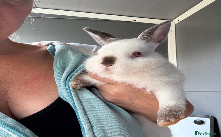 Netherland Dwarf rabbits - Advert 2