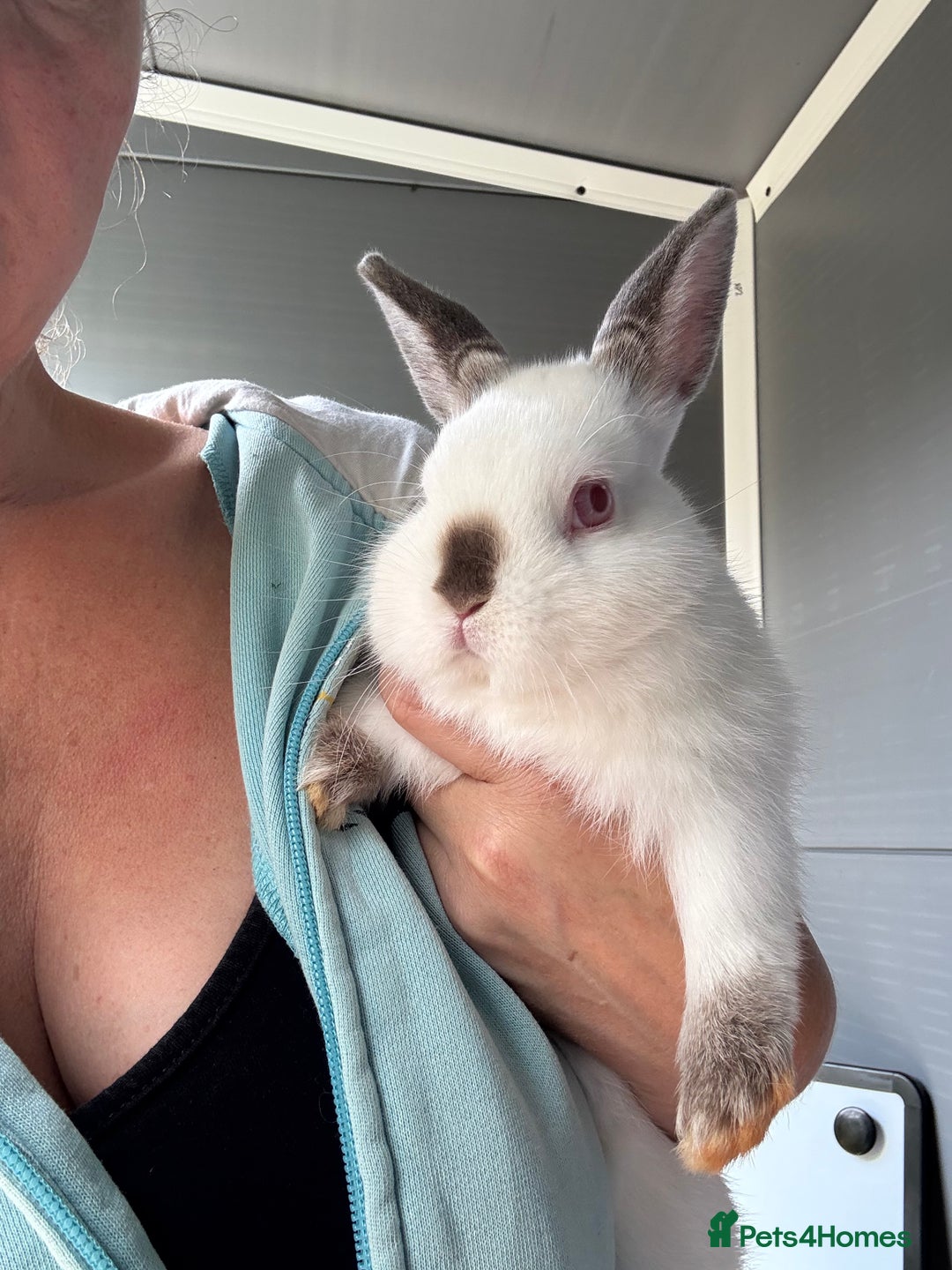 Netherland Dwarf rabbits for sale: Cuddly ‘Dobby’ looking for his forever home  - Image 1