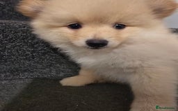 Pomeranian dogs for sale: Sweet puppies  - Image 3
