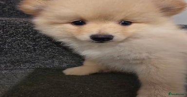 Pomeranian dogs - Advert 4