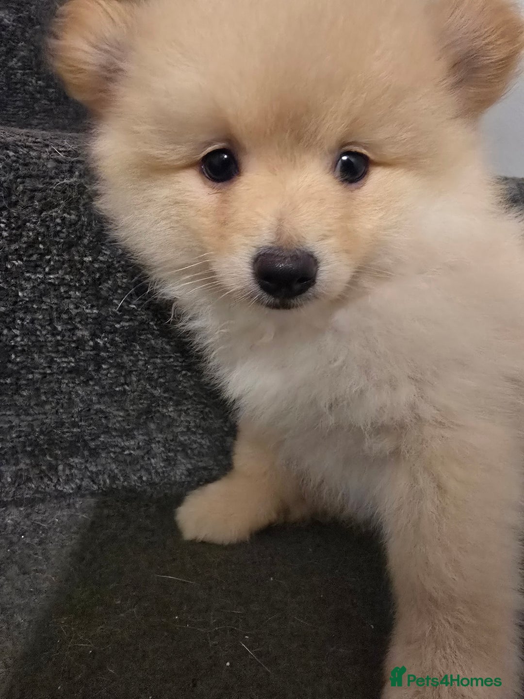 Pomeranian dogs for sale: Sweet puppies  - Image 3