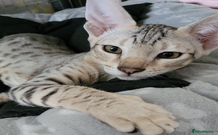 Savannah cats - Advert 5