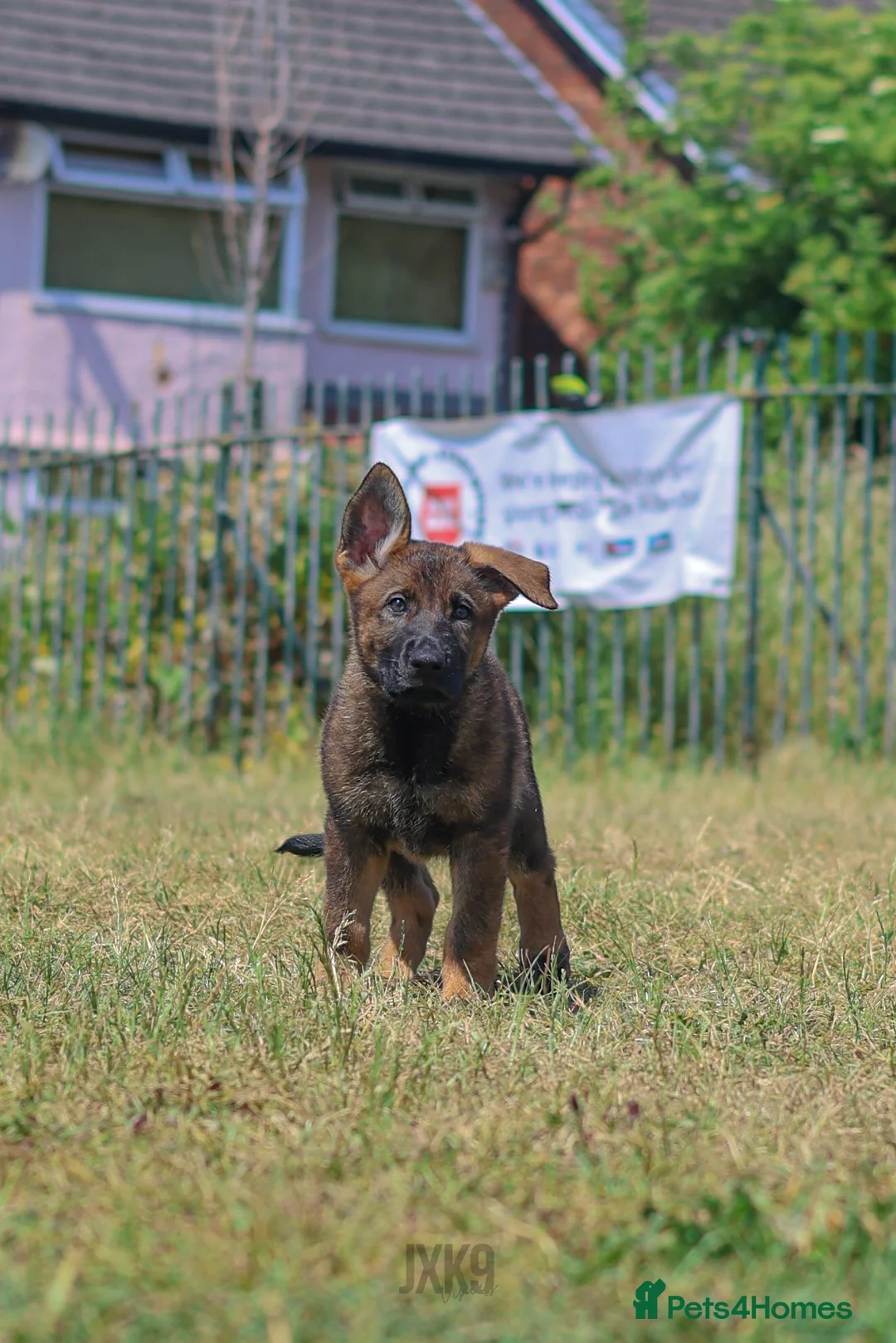 German Shepherd dogs for sale: kc reg working line GSD - Advert 1