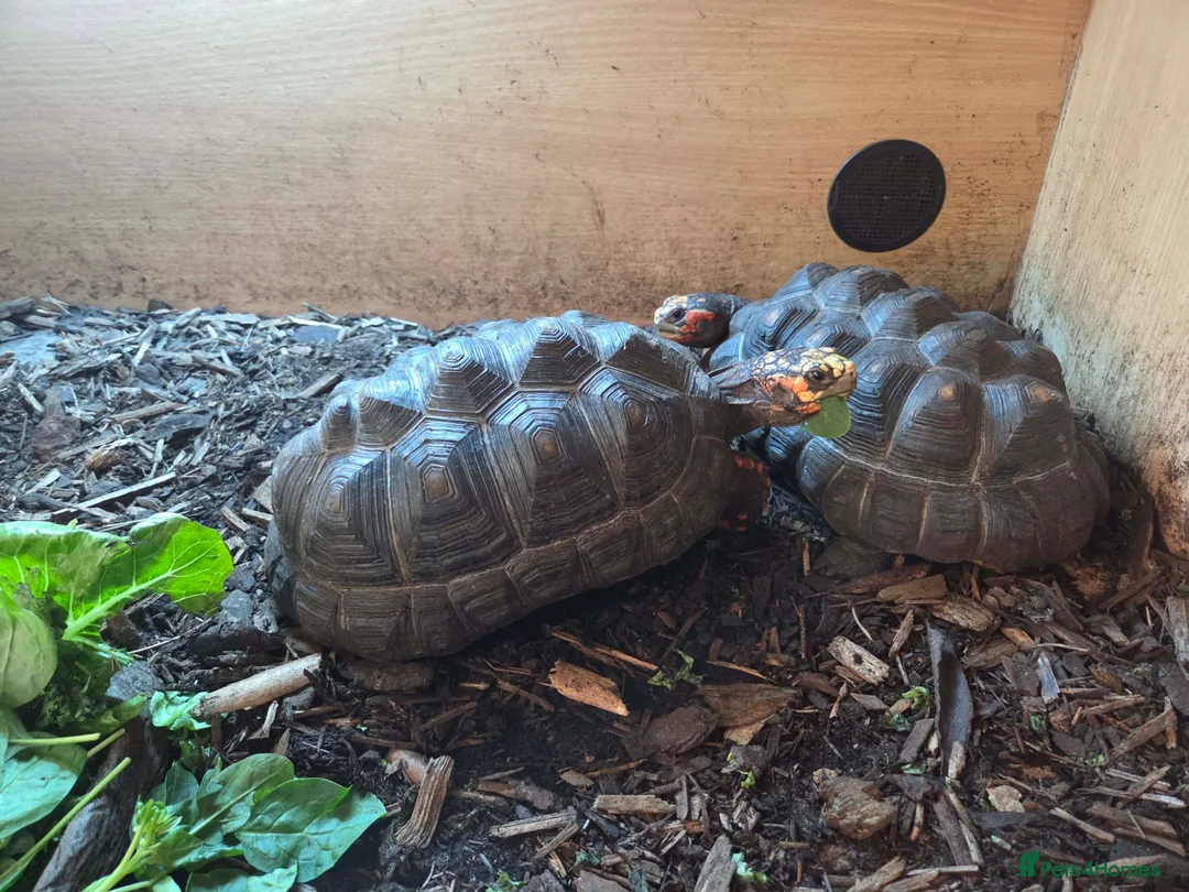 Tortoise reptiles for sale: 2x Red Footed Tortoise 10 Years Old in Chesterfield - Advert 1