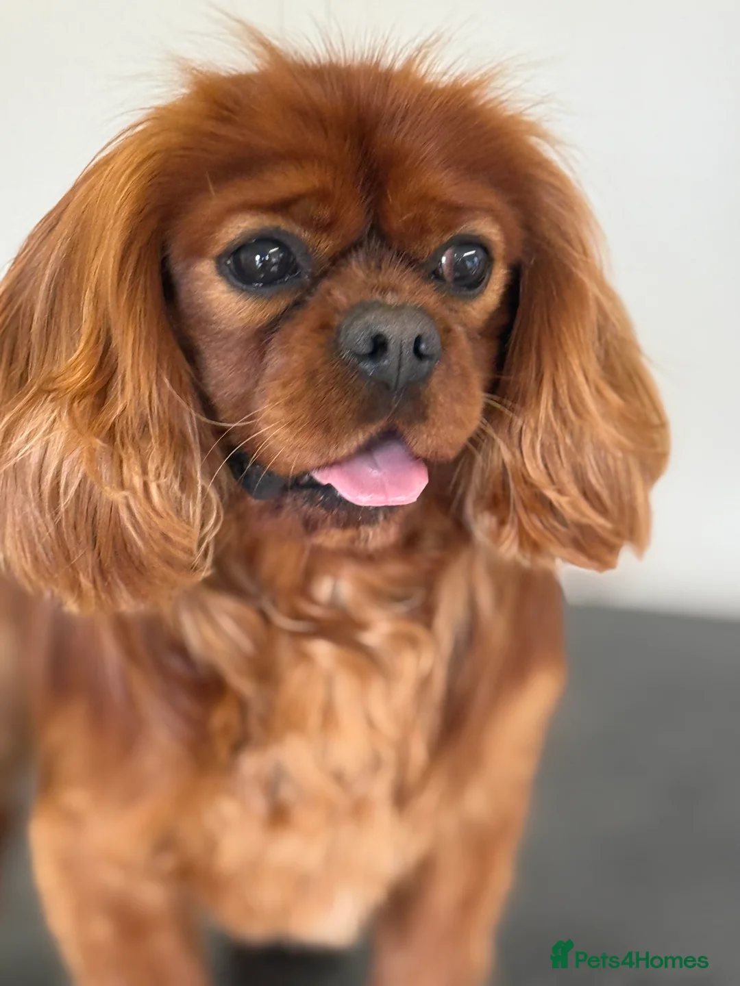 Cavalier King Charles Spaniel dogs for stud: Fully Health Tested Cavalier King Charles Stud in Prudhoe - Advert 5