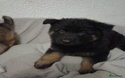 German Shepherd dogs for sale: BEAUTIFUL SABLE GERMAN SHEPHERD PUPS - Image 37
