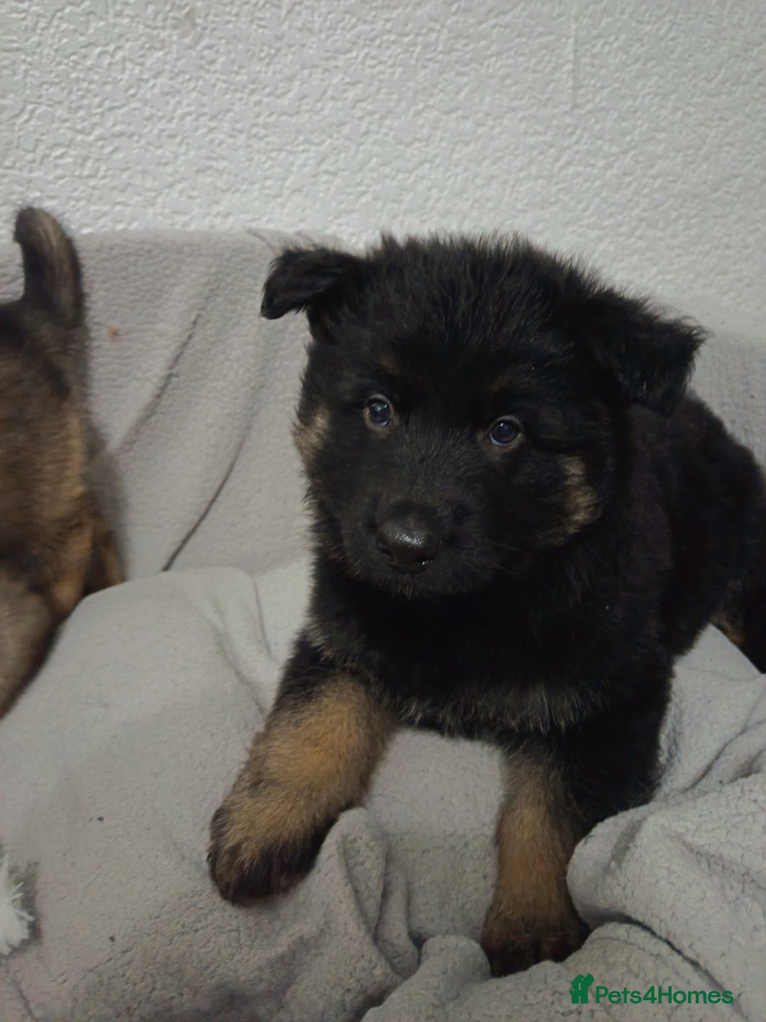 German Shepherd dogs for sale: BEAUTIFUL SABLE GERMAN SHEPHERD PUPS - Image 37