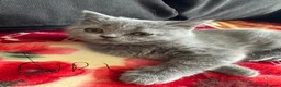 Scottish Fold cats for sale: Scottish fold/straight kittens - Advert 7