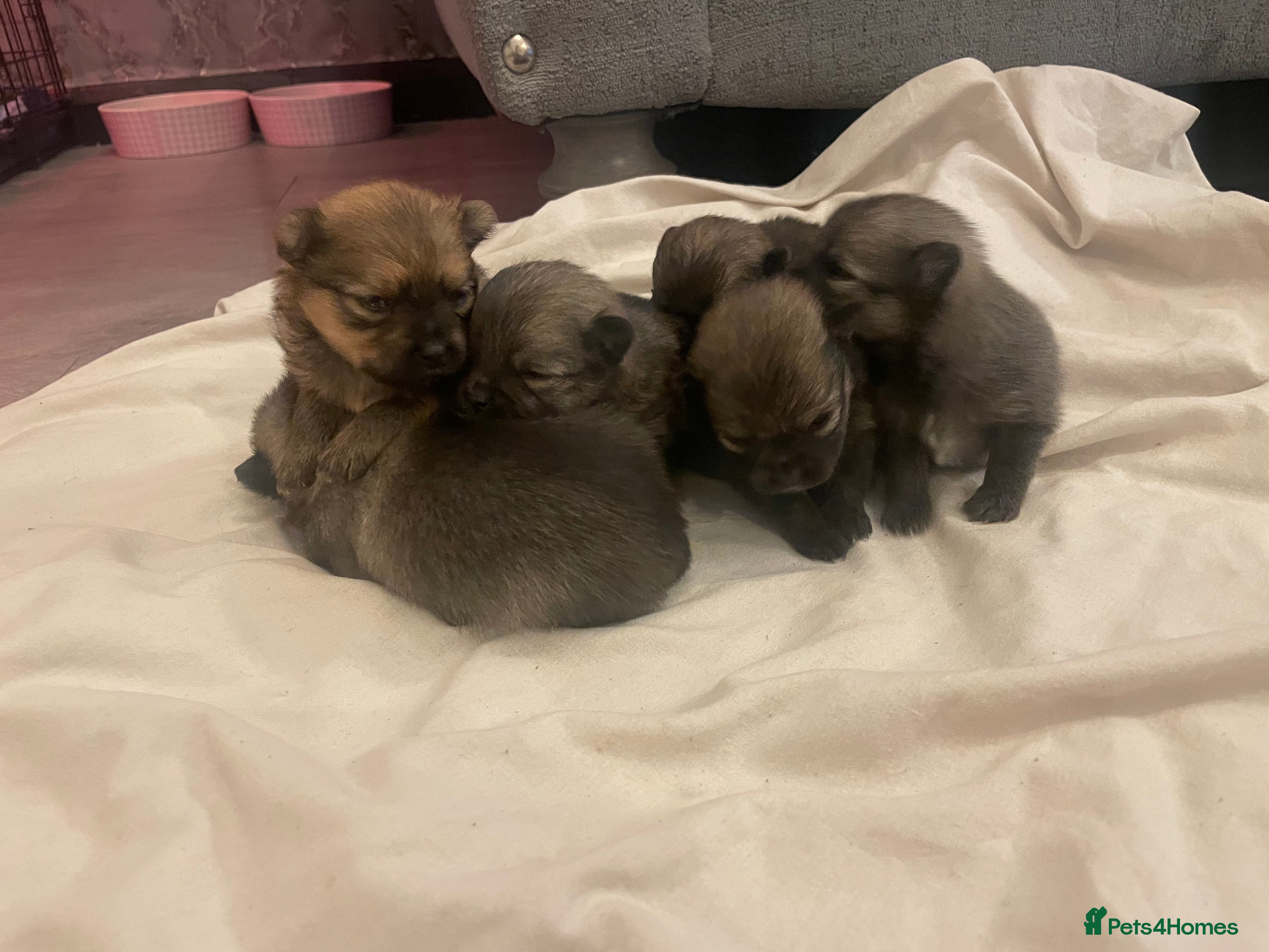 Pomeranian dogs Beautiful tiny Pomeranian puppies  - Advert 19