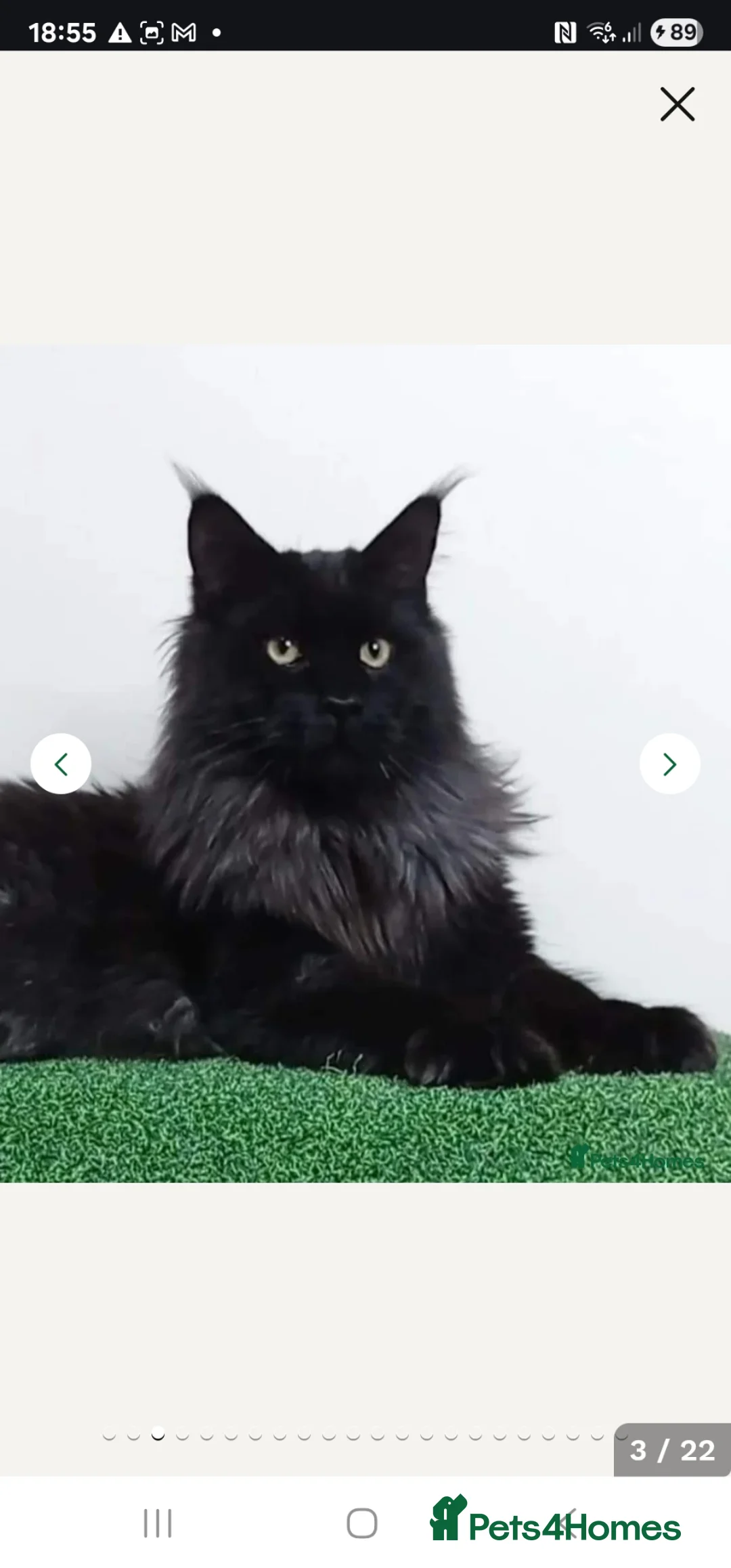 Maine Coon cats for stud: Handsome Tica Champion Stud available  - Advert 1