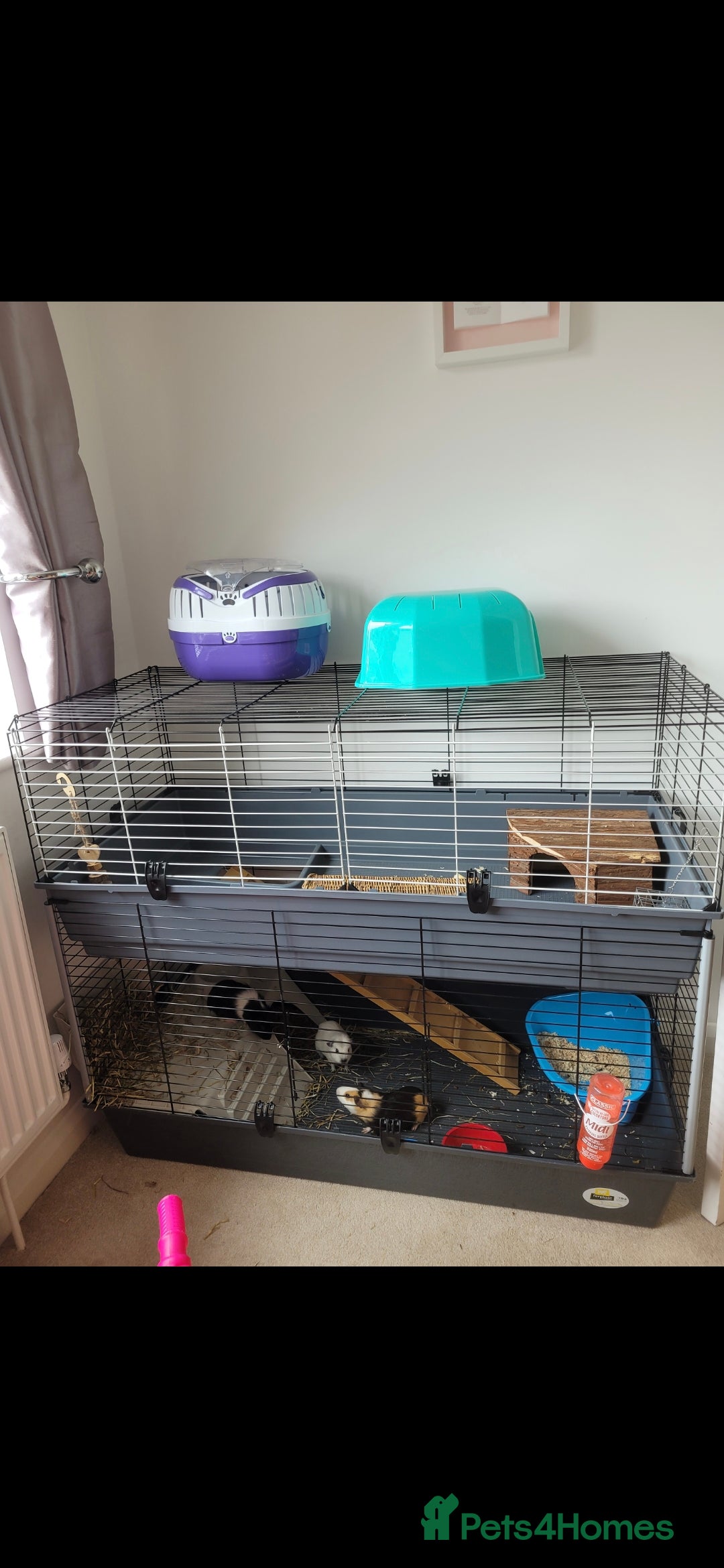 Guinea Pig rodents for sale: Piggies needing a new home - Advert 3