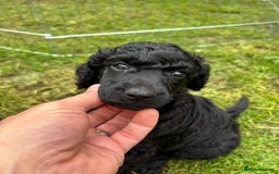 Standard Poodle dogs for sale: Standard poodle  - Image 18