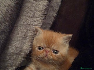 Exotic cats Supreme Quality Exotics - TICA reg - Advert 1