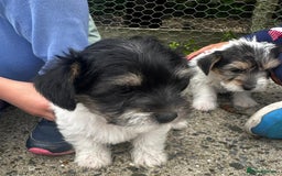 Mixed Breed dogs for sale: Jackawawa pups - Image 12