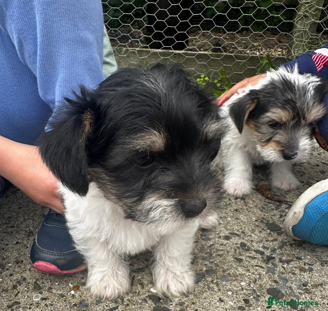 Mixed Breed dogs for sale: Jackawawa pups - Image 12